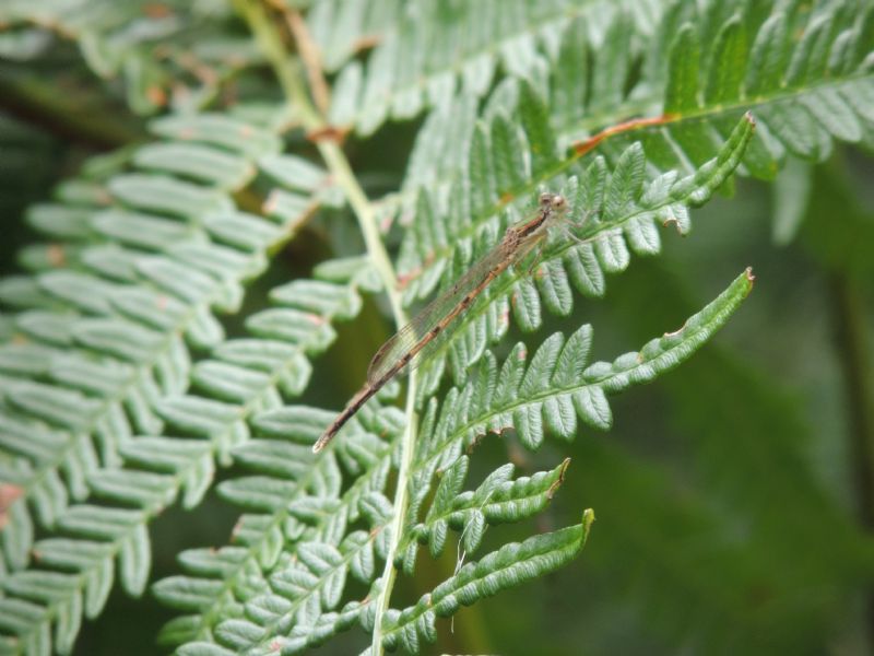 Fauna atlantica: Sympecma fusca (Vander Linden 1820)