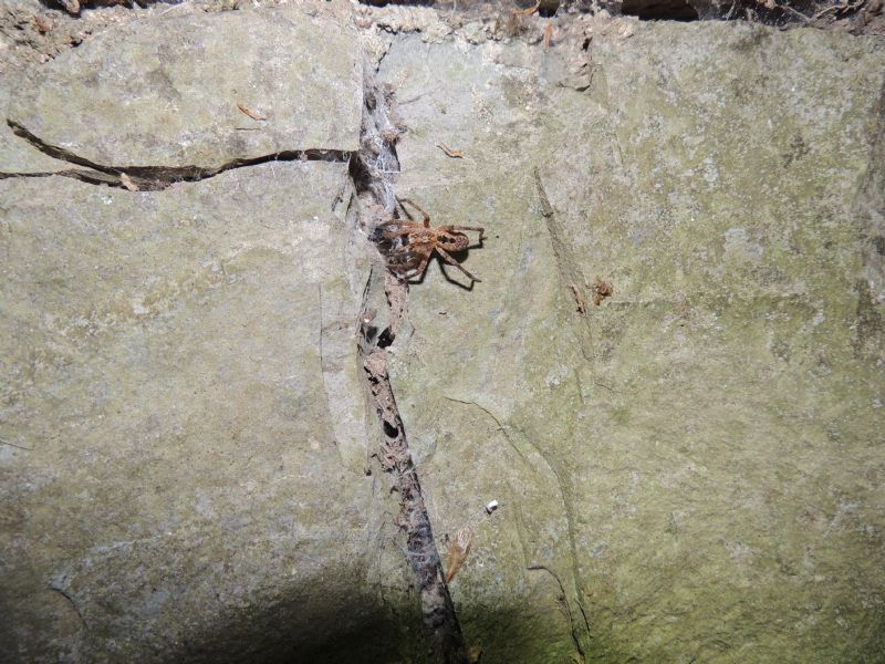 Zoropsis spinimana della Sardegna: vic. Cuglieri