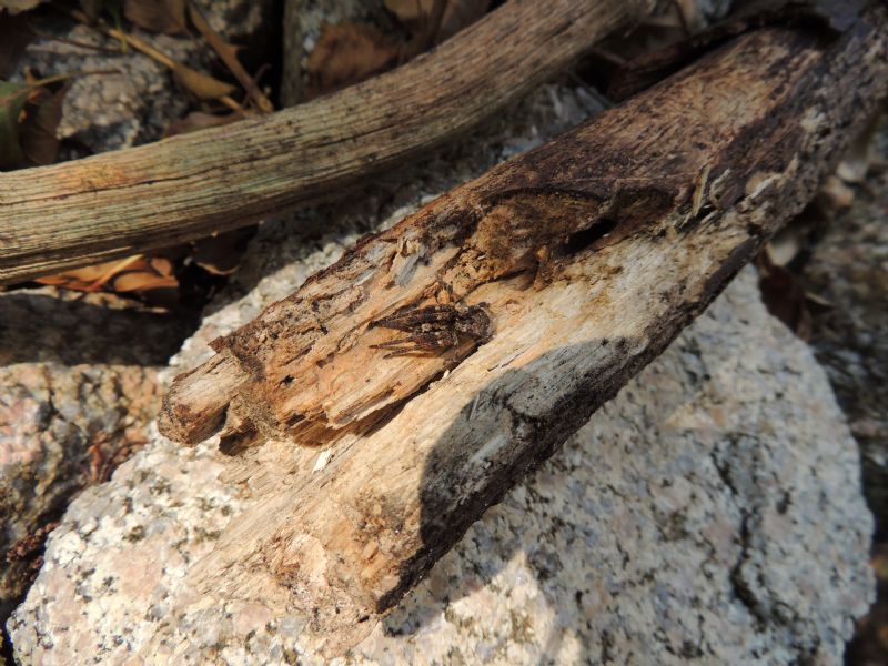 Zoropsis spinimana da Corsica - Foce Bilcese