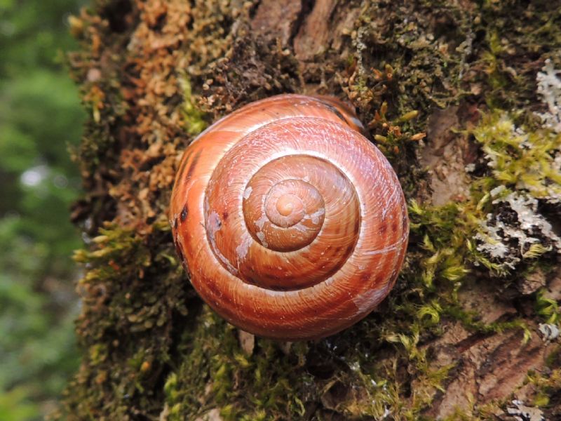 Cepaea nemoralis da Benevento