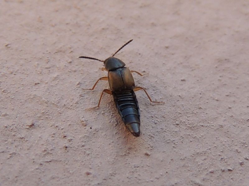 Oxypoda sp. della Germania