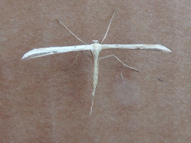 ID: Pterophoridae - Emmelina monodactyla