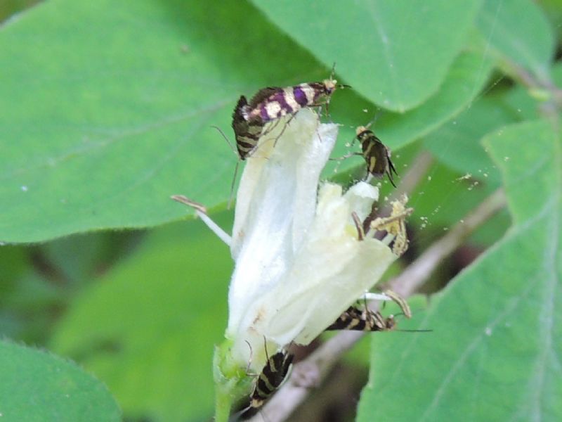 ID: Micropterix  rothenbachii Frey 1856