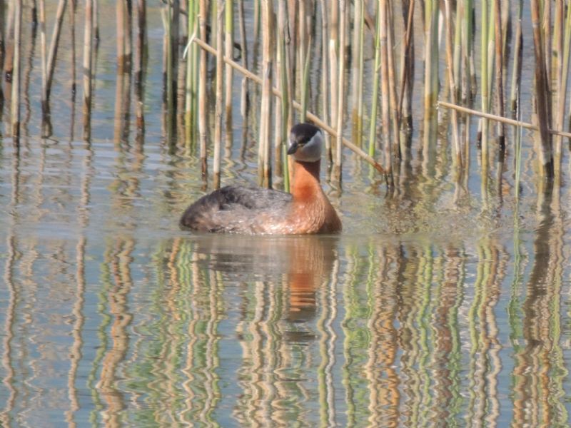 Svasso collorosso Podiceps grisigena