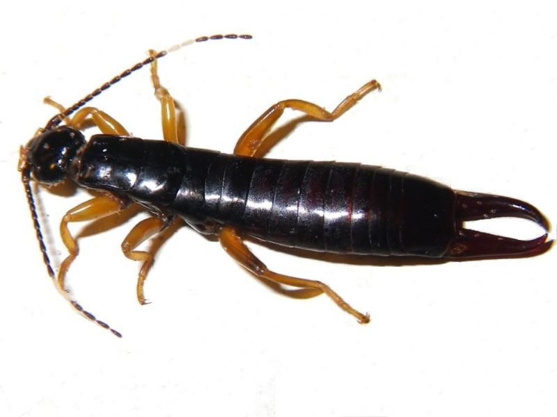 Nuove specie earwig in serra