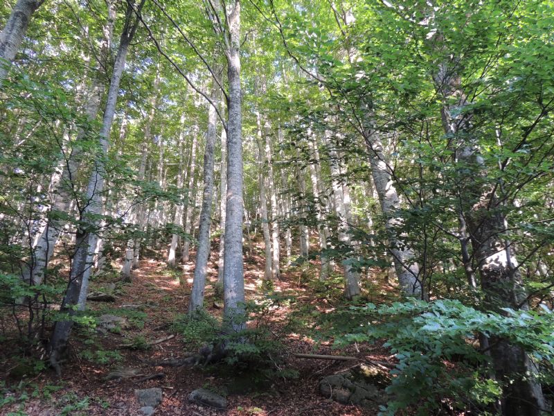 Limax-raduno Lago Santo (MO)