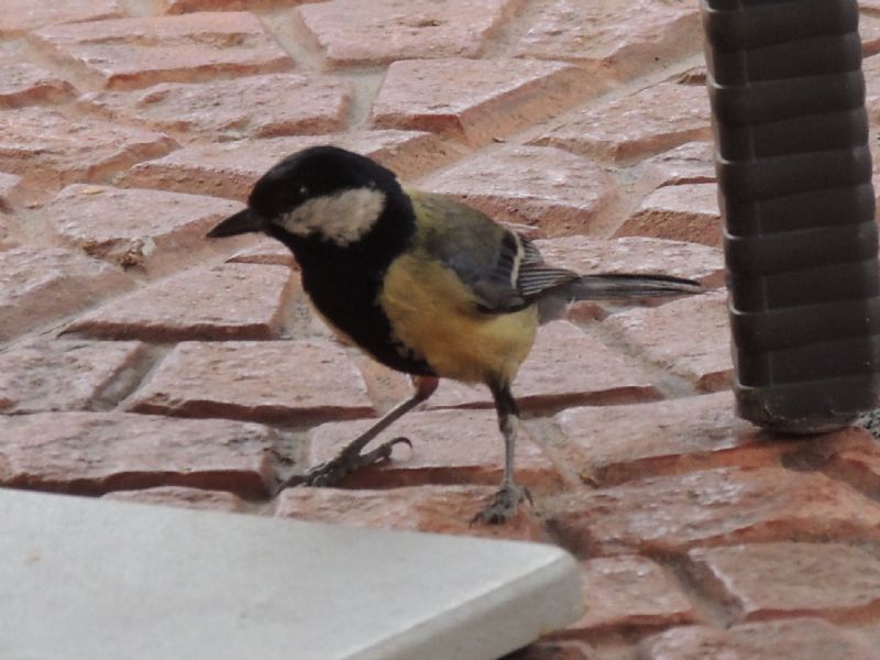 ID Sardegna: Parus major ssp. ecki (cinciallegra sarda)