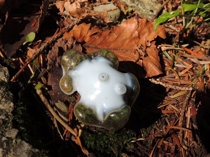 Medusa in bosco....