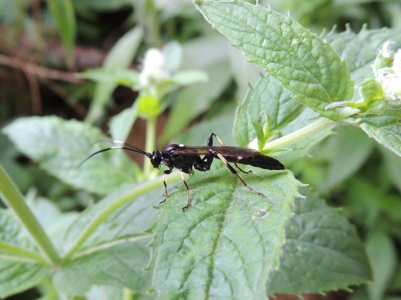 Ichneumonidae Slovenia: Ichneumon sp. (cf. molitorius)
