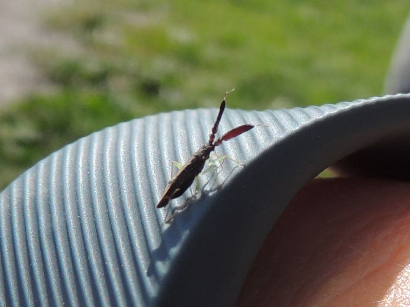 ID Slovenia: Heterotoma planicornis Pallas 1772