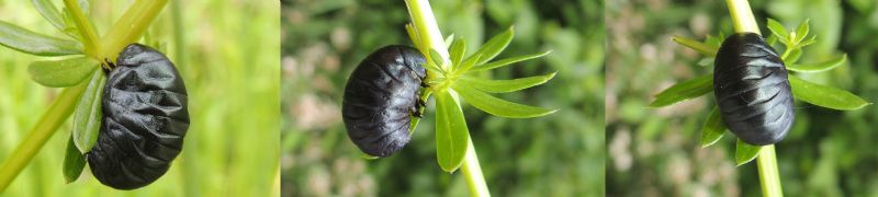 Larva di una Meloe? No, di Timarcha sp., Chrysomelidae