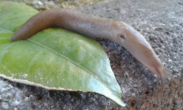 Lehmannia, Limacus e Limax da Cava dei Tirreni (SA)