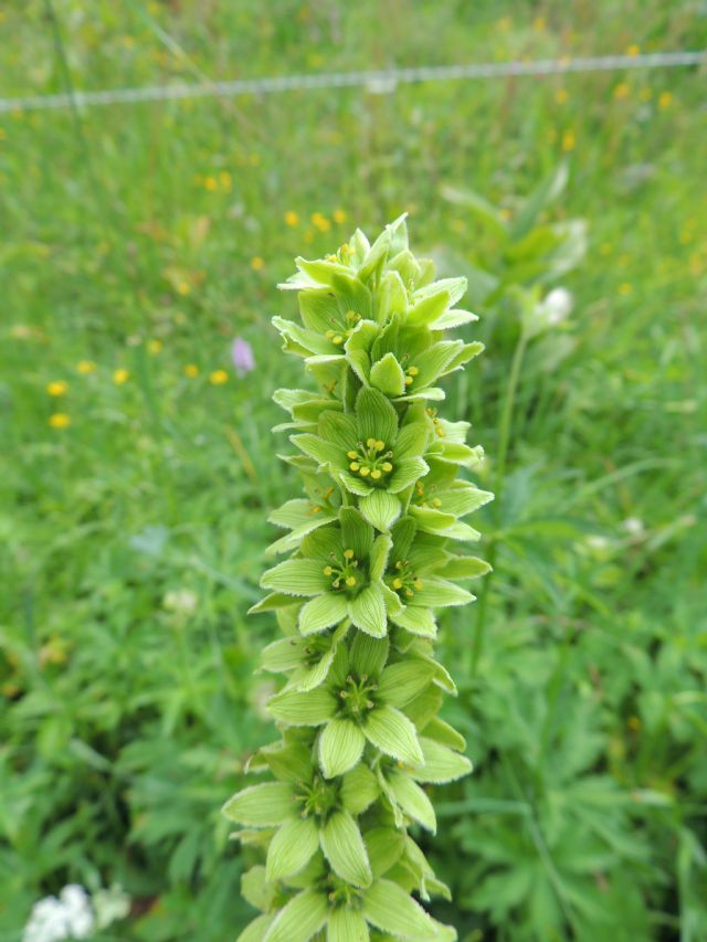 Veratrum album