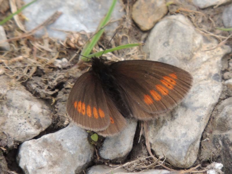Erebia melampus melampus Fuesslin
