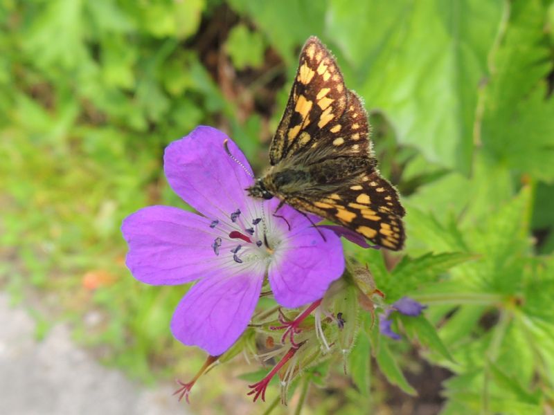 Carterocephalus palaemon (Pallas 1771) su Geranium