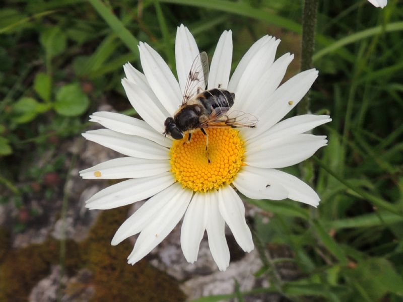 ID Austria: Eristalis sp. femmina (Syrphidae)