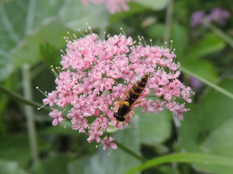 ID Austria: Sphaerophoria sp. femmina (Syrphidae)