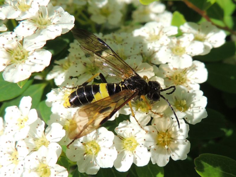 Hymenoptera e Diptera della Francia (Doubs)