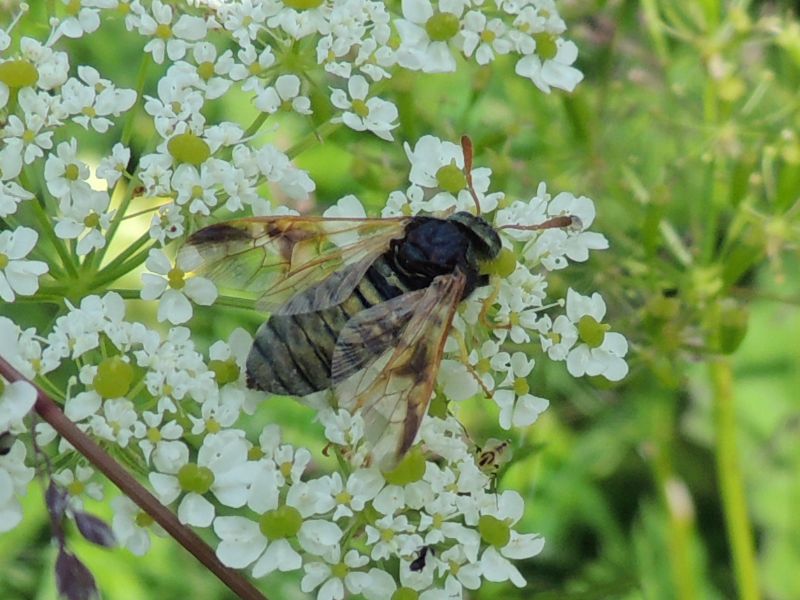 Hymenoptera e Diptera della Francia (Doubs)
