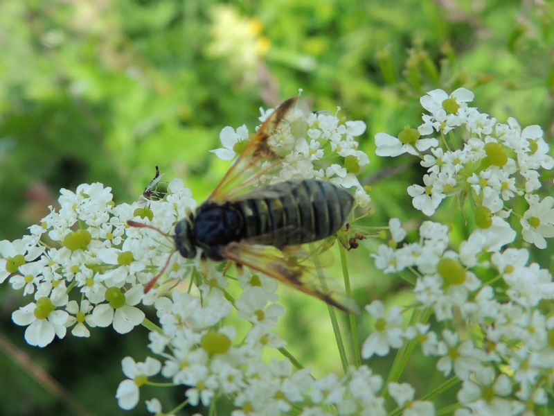 Hymenoptera e Diptera della Francia (Doubs)