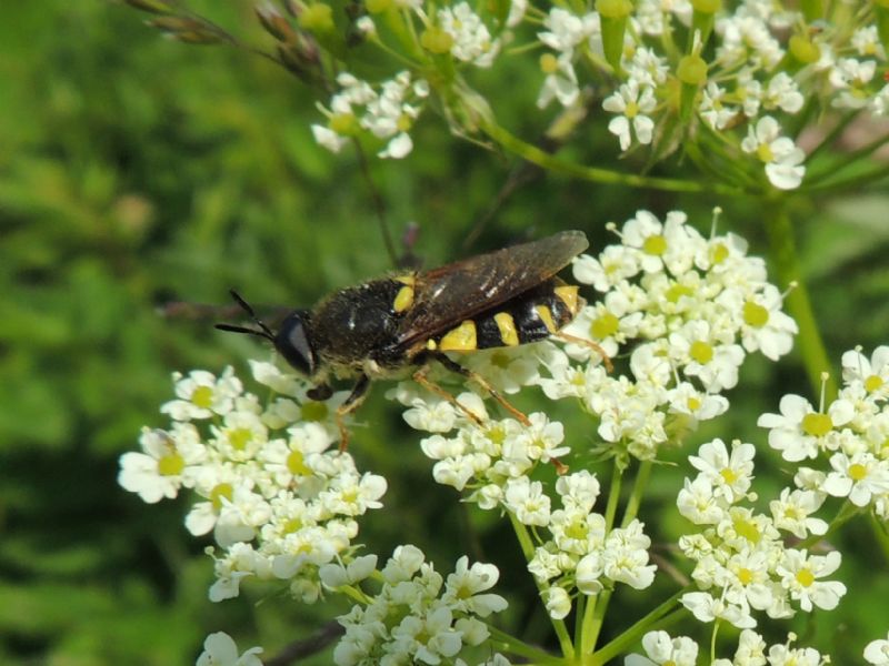 Hymenoptera e Diptera della Francia (Doubs)