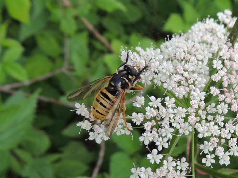 Hymenoptera e Diptera della Francia (Doubs)