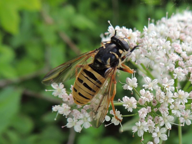 Hymenoptera e Diptera della Francia (Doubs)