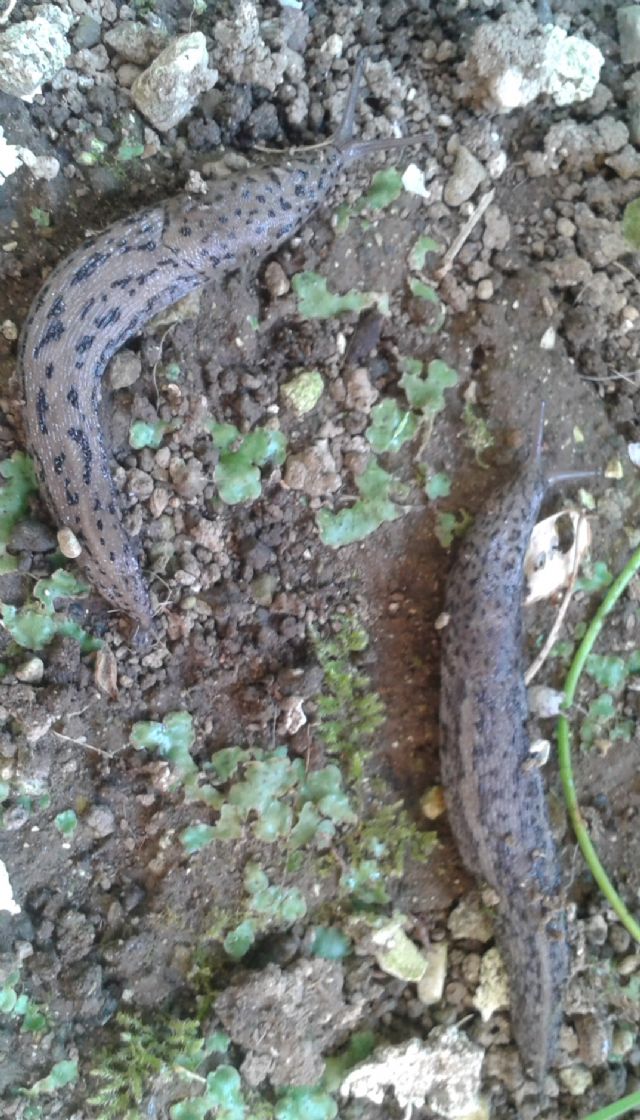 Lehmannia, Limacus e Limax da Cava dei Tirreni (SA)