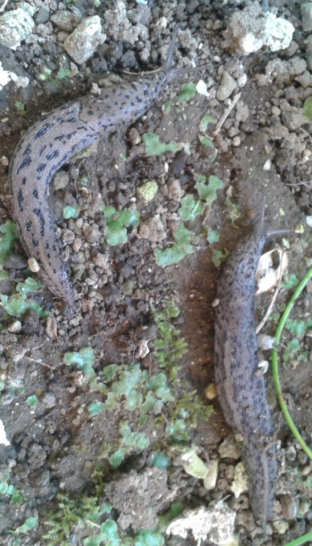 Lehmannia, Limacus e Limax da Cava dei Tirreni (SA)