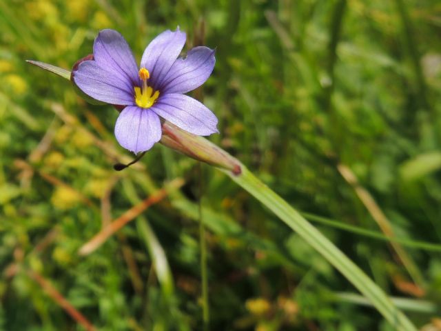ID: Austria: fiori in 
