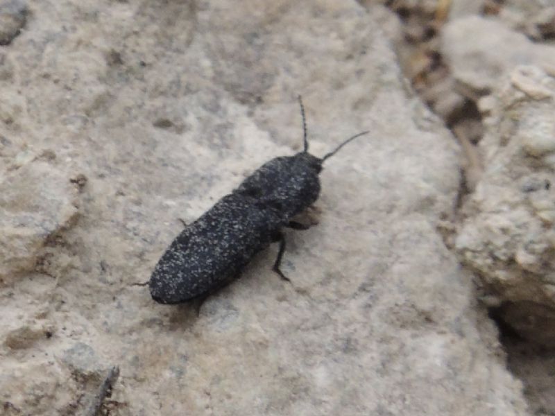 Elateridae della Tartagine (Haute Corse): Lacon punctatus