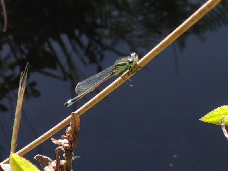 Ischnura genei della Haute Corse