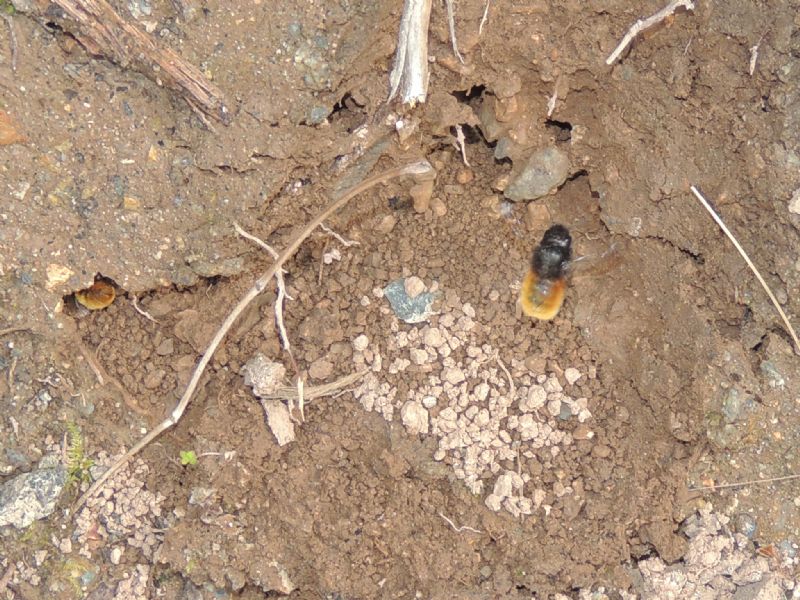 Megachile sp. ? No, Osmia cornuta (Apidae Megachilinae)-  Tartagine (Haute Corse)