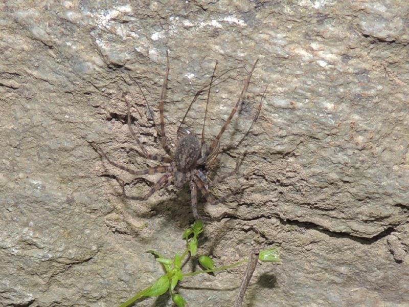 Tegenaria sp.  - Tartagine (Haute Corse)