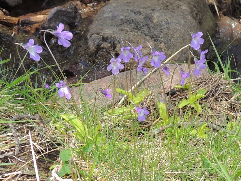 Pinguicula corsica in Alta Val Asco (Haute Corse)