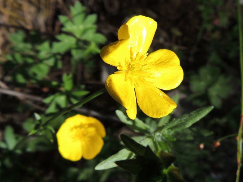 Ranunculus in Tartagine (Haute Corse)