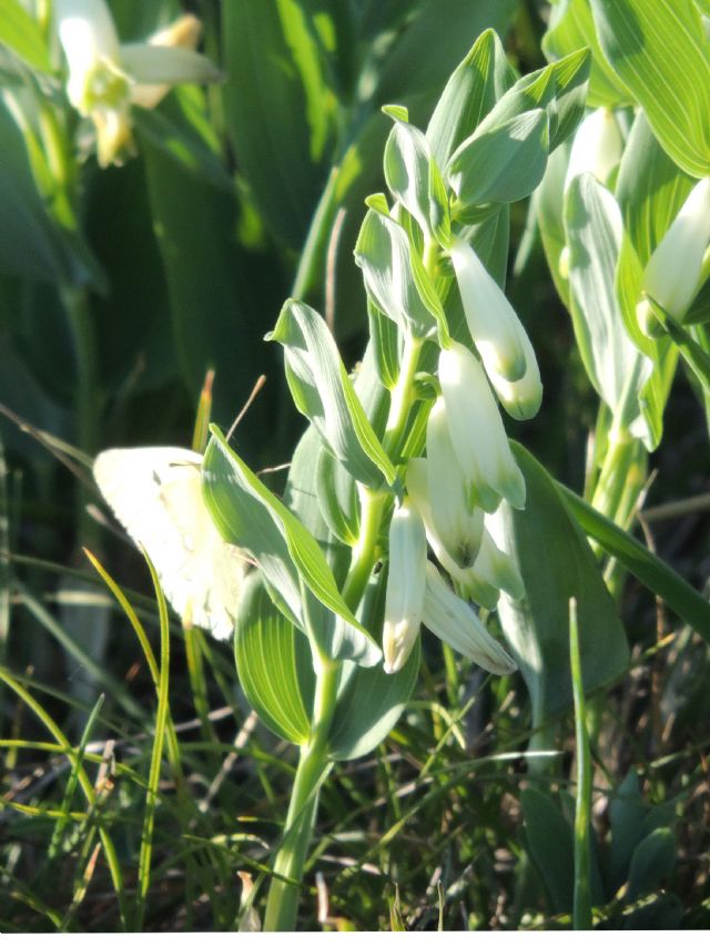 Polygonatum odoratum in brughiera di Garching (Bavaria)