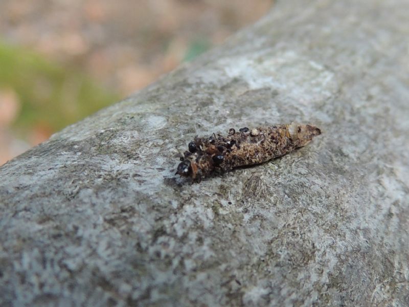 Siederia sp. da Nziders - (Psychidae)