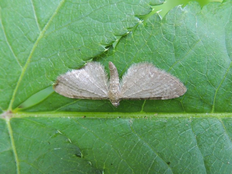 ID: Eupitecia cfr. valerianata, Geometridae