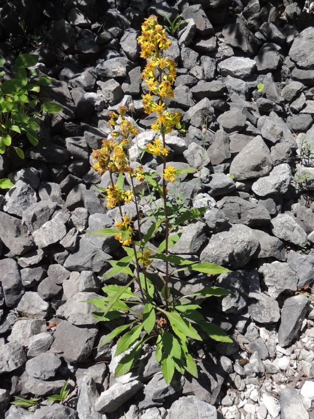 ID: Solidago virgaurea
