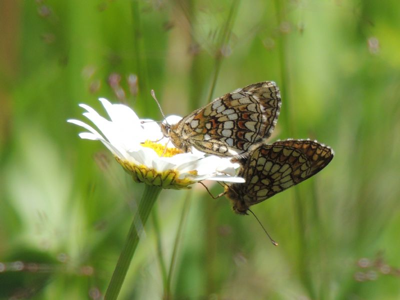 ID: Melitaea athalia (Rottemberg 1775)