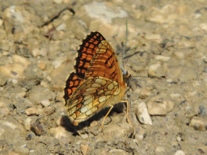 ID: Melitaea nevadensis