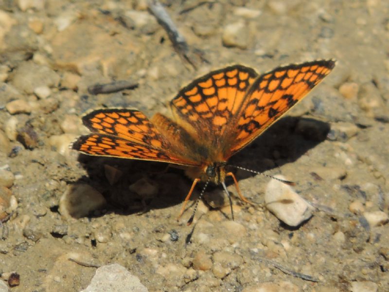 ID: Melitaea nevadensis