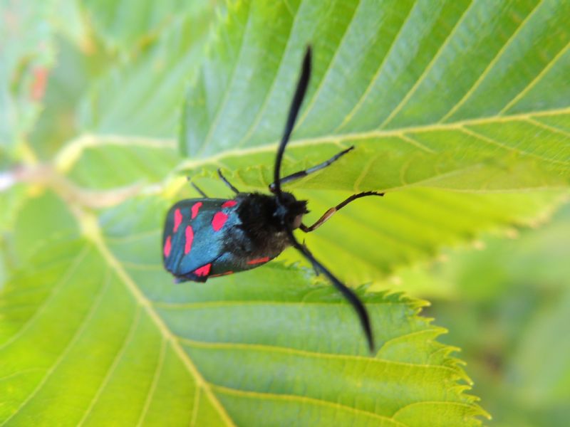 ID: Zygaena