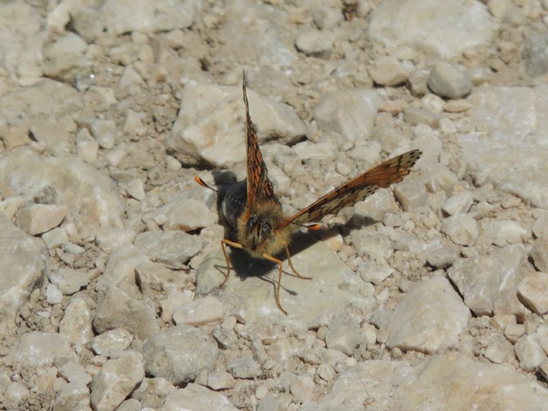 ID: Melitaea nevadensis