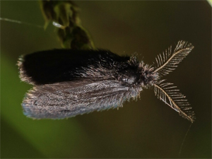 Chiavi di identificazione degli Psychidae dell''Italia