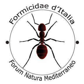 Formicidae d'' Italia (una prova)