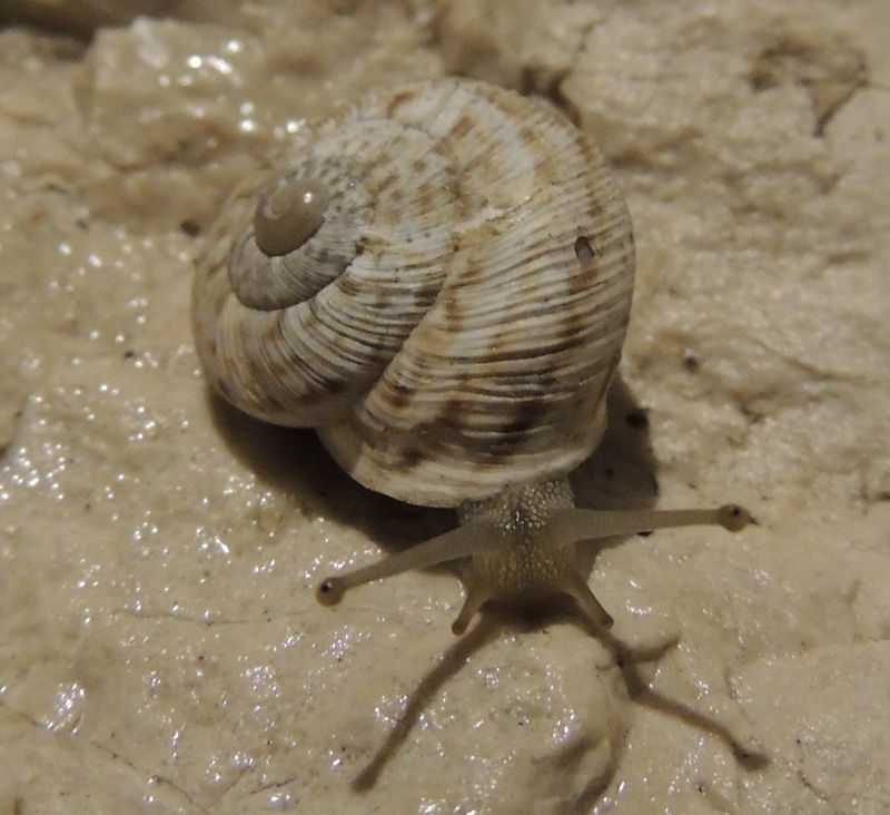 ID dal vecchio Pompei (NA): Marmorana fuscolabiata