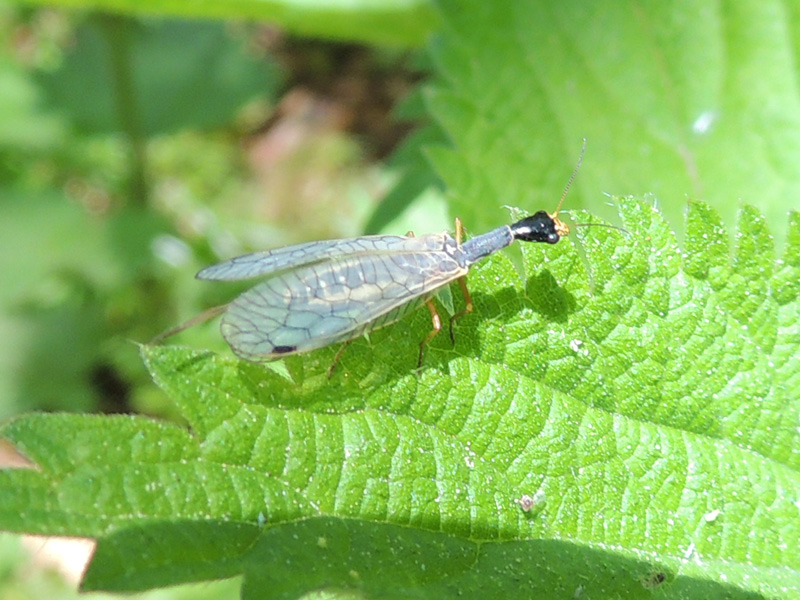 Ornatoraphidia flavilabris (A. Costa 1855) dal Abruzzo