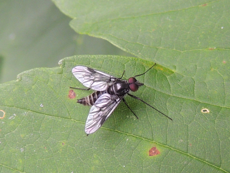 ID: Ibisia da Austria occ.